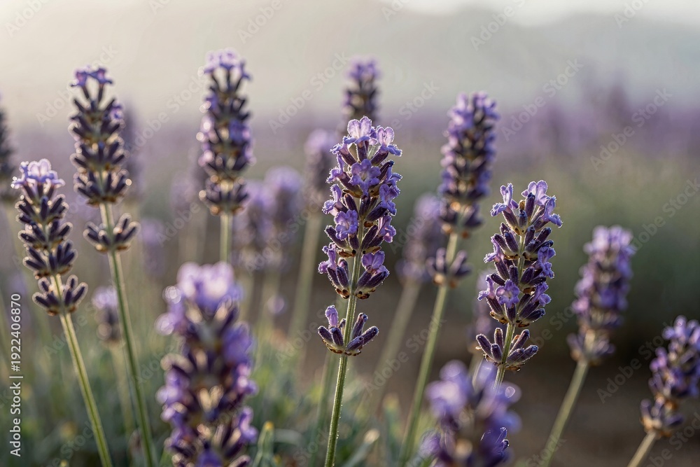 Fototapeta premium Lavender Fields Sunrise Wedding Backdrop with Natural Purple Flowers featuring flowers, purple, wedding, sunrise.