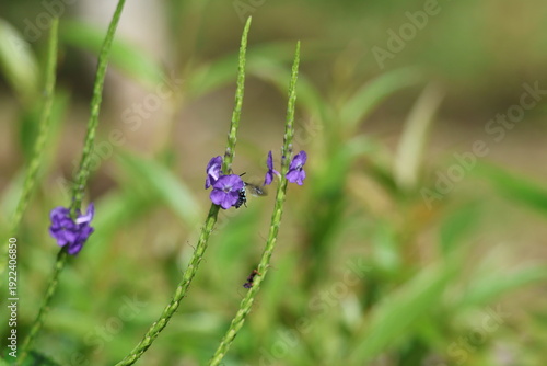 Black and Blue bee - Himalayan Cloak-and-Dagger Bee/Neon Cuckoo Bee (Thyreus himalayensis) pollinating purple Blue porterweed/Blue snake weed/Brazilian tea (Stachytarpheta jamaicensis) flowers.