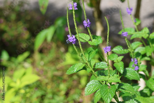 Black and Blue bee - Himalayan Cloak-and-Dagger Bee/Neon Cuckoo Bee (Thyreus himalayensis) pollinating purple Blue porterweed/Blue snake weed/Brazilian tea (Stachytarpheta jamaicensis) flowers.