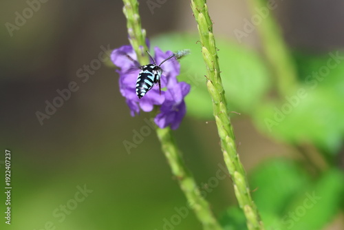 Black and Blue bee - Himalayan Cloak-and-Dagger Bee/Neon Cuckoo Bee (Thyreus himalayensis) pollinating purple Blue porterweed/Blue snake weed/Brazilian tea (Stachytarpheta jamaicensis) flowers.