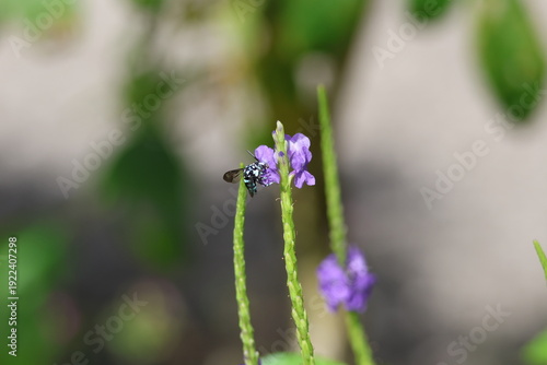 Black and Blue bee - Himalayan Cloak-and-Dagger Bee/Neon Cuckoo Bee (Thyreus himalayensis) pollinating purple Blue porterweed/Blue snake weed/Brazilian tea (Stachytarpheta jamaicensis) flowers.