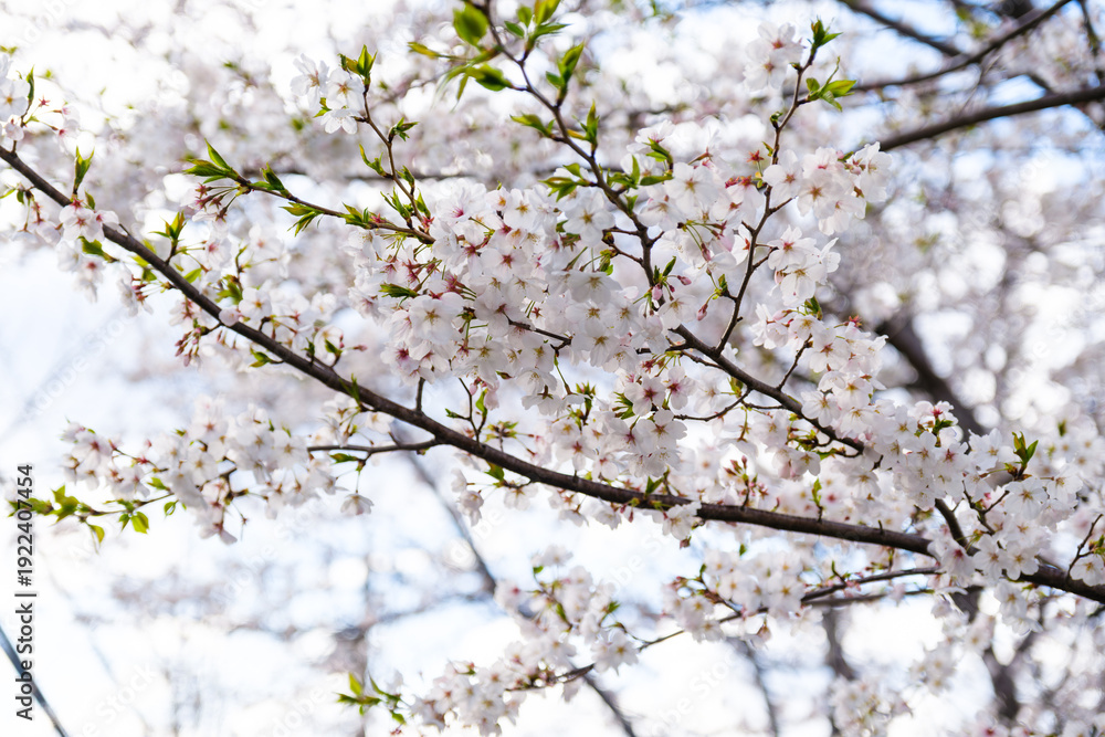 Fototapeta premium 散歩の途中で見つけた春の風景