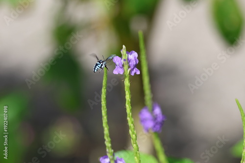 Black and Blue bee - Himalayan Cloak-and-Dagger Bee/Neon Cuckoo Bee (Thyreus himalayensis) pollinating purple Blue porterweed/Blue snake weed/Brazilian tea (Stachytarpheta jamaicensis) flowers.