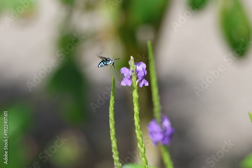 Black and Blue bee - Himalayan Cloak-and-Dagger Bee/Neon Cuckoo Bee (Thyreus himalayensis) pollinating purple Blue porterweed/Blue snake weed/Brazilian tea (Stachytarpheta jamaicensis) flowers.
