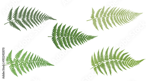 Fern leaf vector illustration with clean lines, detailed tropical foliage element isolated on white background, minimalist botanical design for nature, garden, and eco-friendly projects