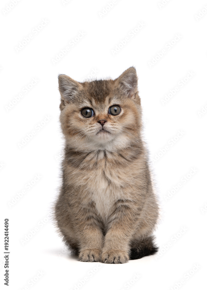 Fototapeta premium Cute tabby british shorthair kitten sitting and looking at the camera isolated on a white background seen from the front