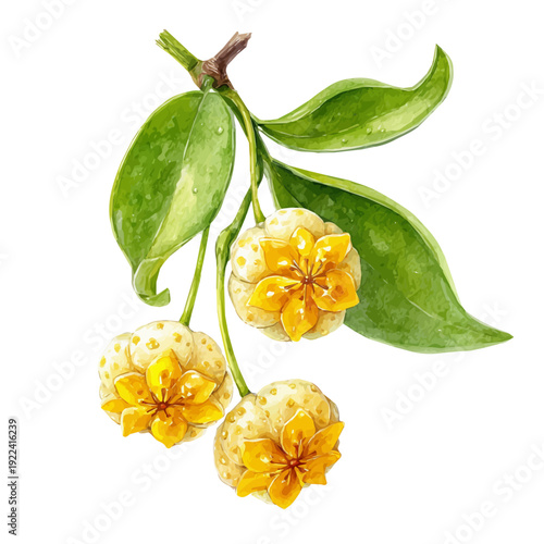 Watercolor vector illustration of Hoya, isolated on white background.