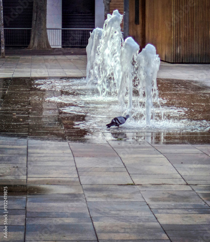 Refreshing break Dove under jets of water in an urban square