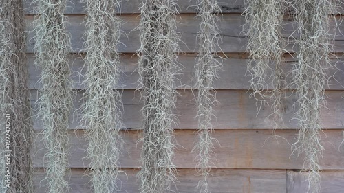 Lush Hanging Spanish Moss with Textured Wooden Background in Natural Setting