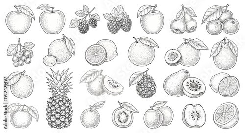 Artistic Hand-Drawn Collection of Fresh Fruits, Vector Illustration on White Background