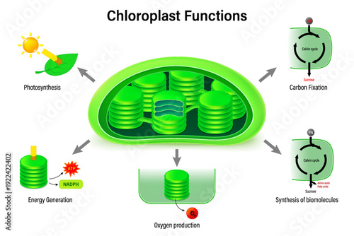 Functions of Chloroplast. Photosynthesis, Energy Generation, Oxygen production, Synthesis of biomolecules and Carbon fixation. Chloroplast structure.