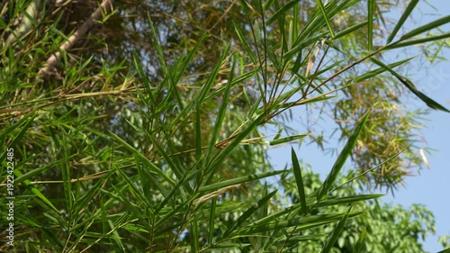 Lush Green Bamboo Leaves and Plants Under Clear Blue Sky in Natural Environment