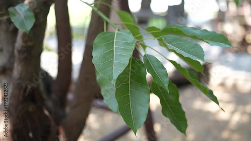 Fresh Green Leaves on Tree Branch in Natural Outdoor Environment with Soft Focus Background