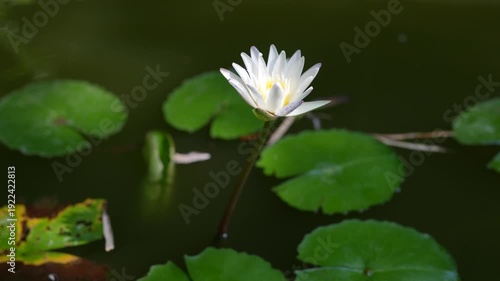 Serene White Water Lily Blooming Amidst Green Lily Pads in Calm Pond Water