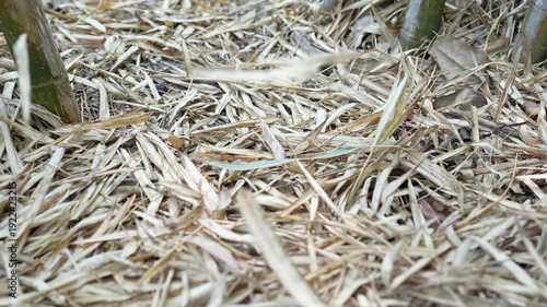Close-Up of Organic Straw and Green Stalks in Natural Environment with Soft Focus