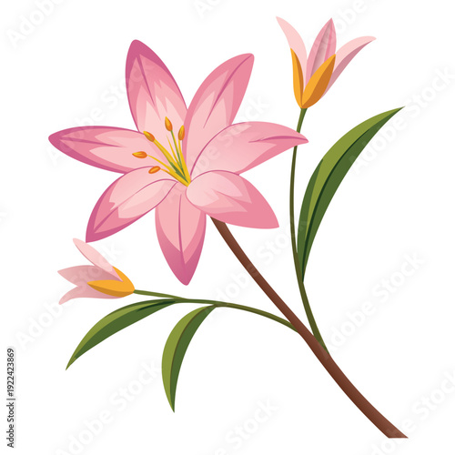 zephyranthes robusta flower with branch on white background