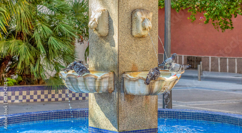 Urban wildlife in the square