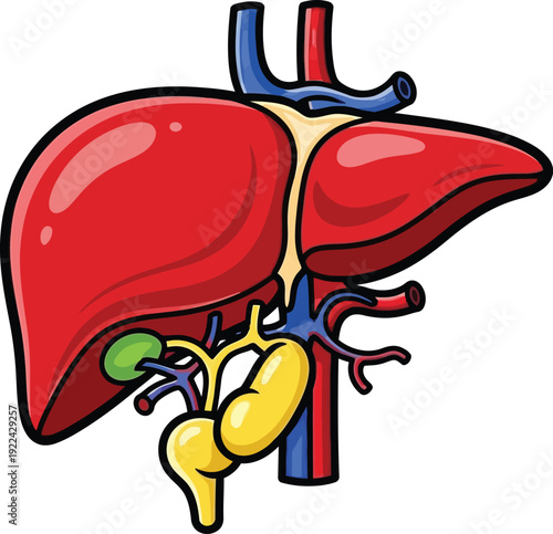 Anatomical illustration of a human liver with its associated organs and vessels in detail silhouette
