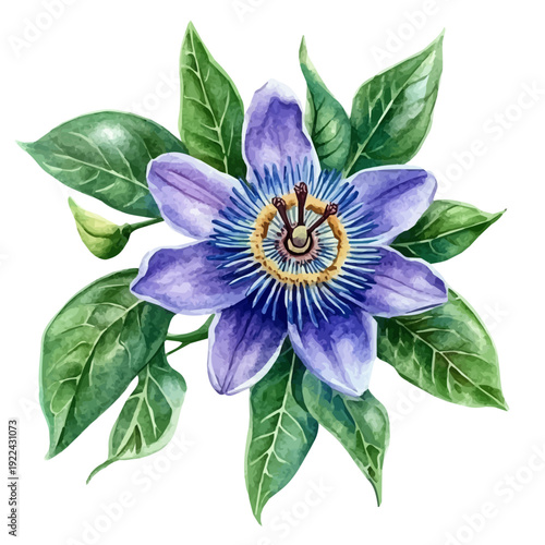 Passionflower, detailed watercolor clipart vector, isolated on a pure white background.