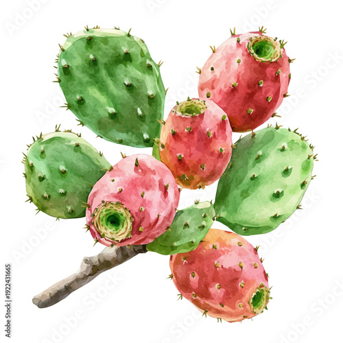 Hand-drawn watercolor artwork of Prickly Pear On A Tree Branch, vector, isolated on a white background.