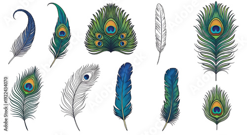 Peacock and bird feathers set in elegant vector style, colorful blue green plumage illustrations isolated on white featuring quill, plume, illustration with collection and bundle elements for