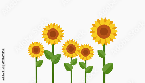 sunflower isolated on white background