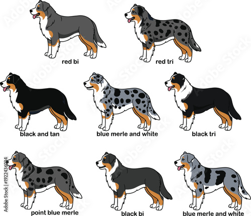 Australian Shepherd coat color variations chart, red bi red tri black tri blue merle black and tan illustrated dog guide breed infographic