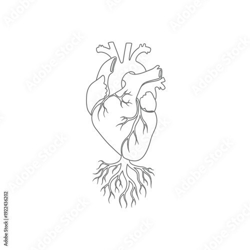 Anatomical heart with roots illustration for organic biology concept art vector