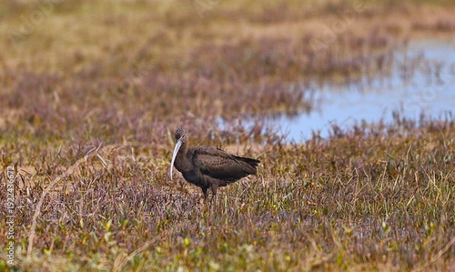Glossy Ibis