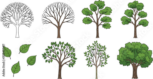 Hand drawn tree and leaf vector collection flat botanical setv