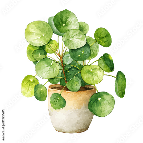 A watercolor painting of Chinese Money Plant, vector illustration on white background.