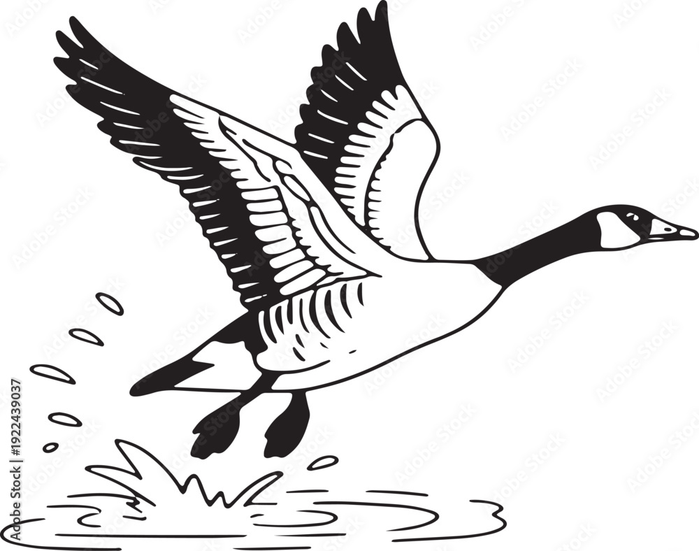 Obraz premium Black and white of a Canada goose taking flight from water bird flying