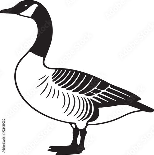 Black and white of a Canada goose standing on one leg bird waterfowl