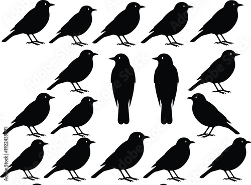 Black bird silhouettes set, crow raven perched standing flying poses vector collection isolated on white background wildlife illustration pack