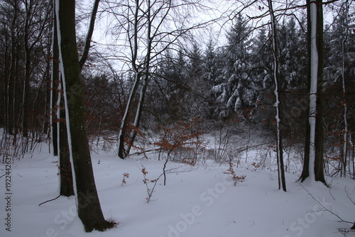 Crooked trunks with snow and braun leaves