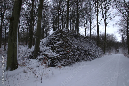 Cut branches in the forest waiting for spring