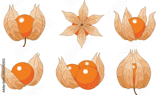 Flat vector illustration set of fresh physalis fruit collection with husk and berries for healthy cape gooseberry ingredient golden berry agriculture and organic.