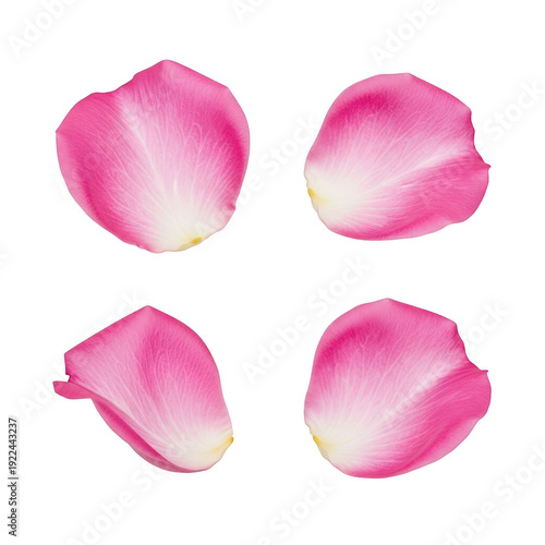 Wallpaper Mural Four delicate pink rose petals arranged in a square pattern on a white background Torontodigital.ca