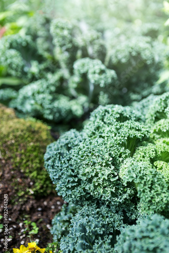 Fresh green kale leaves background, organic kale, healthy food, vertical style