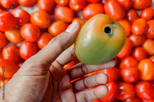 Quadro su tela Tomato damaged by fruit borer insect pest held by farmer hand
