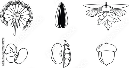 Collection of various plant seeds and pods featuring dandelion sunflower maple bean pea and acorn in a minimalist black and white line art vector illustration ideal for educational or nature-themed de