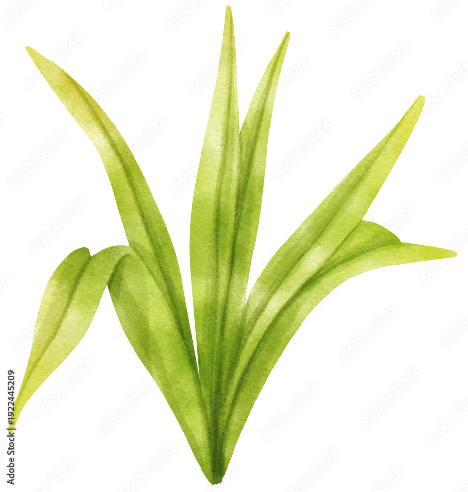 Obraz premium Watercolor grass