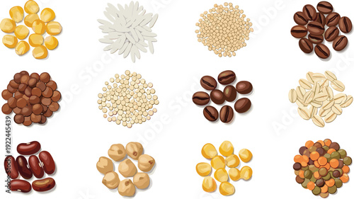 Grains and legumes vector set. Rice, beans, lentils, corn and coffee seeds collection. Top view food ingredients illustration for grocery, menu and healthy diet design.