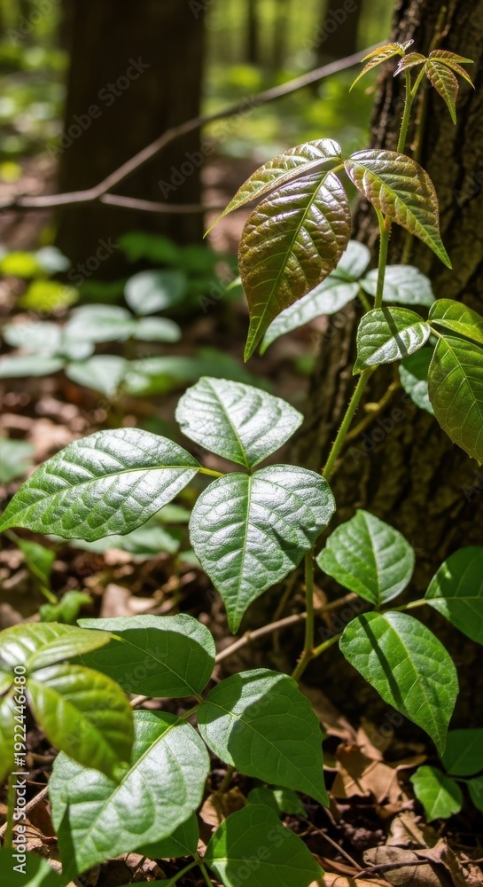 Obraz premium Lush poison ivy leaves climbing a tree trunk.