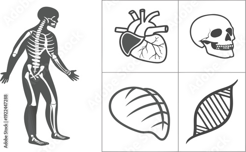 Anatomical illustration of human body parts including skeleton, heart, kidney, skull, and dna strand isolated on transparent background