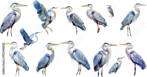 Watercolor Great Blue Heron Clipart Set