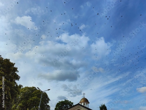 flock of birds flying across a blue cloudy sky high quality hd horizontal photo image wallpaper background
