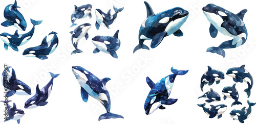 Watercolor Orca Whale Clipart Set