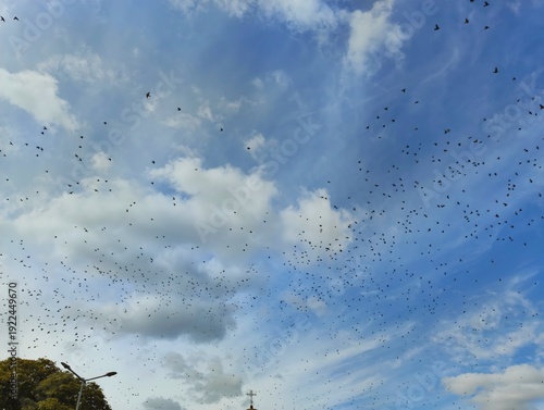 flock of birds flying across a blue cloudy sky high quality hd horizontal photo image wallpaper background