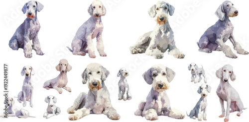 Watercolor Bedlington Terrier Dog Clipart Set